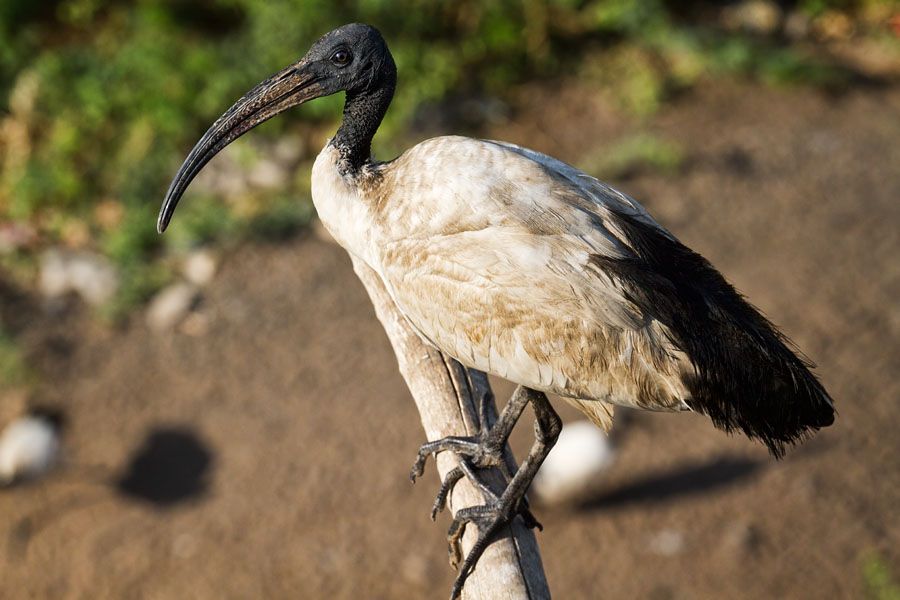 Sacred Ibis  Threskiornis aethiopicus   Kenya 